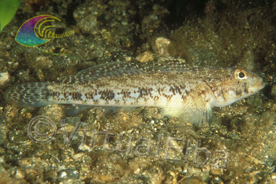 Ghiozzo Paganello o Ghiozzetto (Gobius paganellus) - famiglia Gobiidae