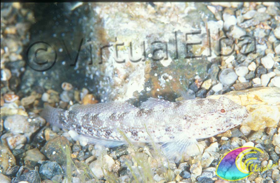 Ghiozzo (Gobiidae Cuvier) - famiglia Gobiidae