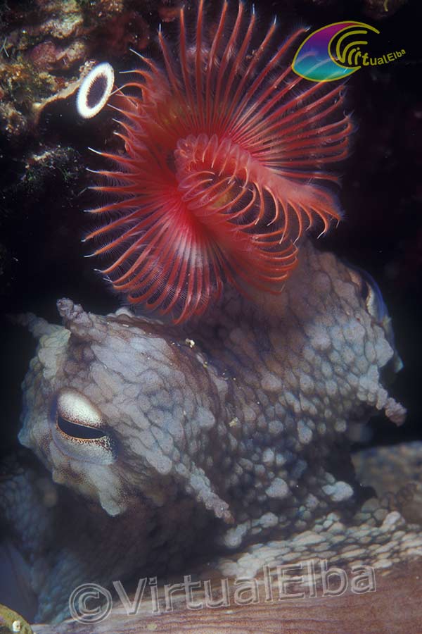 Polpo e Serpula Vermicularis (Octopus vulgaris) - famiglia Octopodidae
