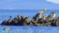 Coppia di Cormorani alla spiaggia del Porticciolo Rio Marina