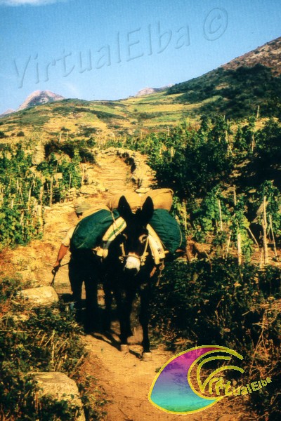 Pomonte vigneti e asino