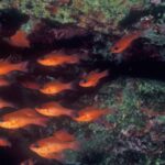 Re di Triglie o pesce Cardinale (Apogon Imberbis) - famiglia Apogonidae