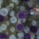 Medusa e pesciolino che vive in simbiosi con lei