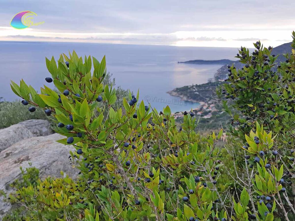 Bayas de mirto/mortella de la isla de Elba