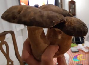 Hongos porcini Isla de Elba