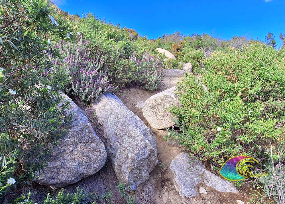 Columnas de granito - Antigua cantera Grottarelle