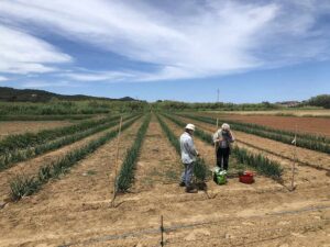 Agrobiodiversidad: El banco de semillas de la isla de Elba - CEA de Lacona